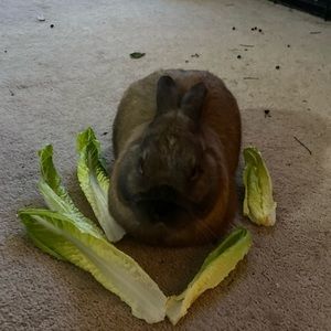 Meet your Posher, Synk